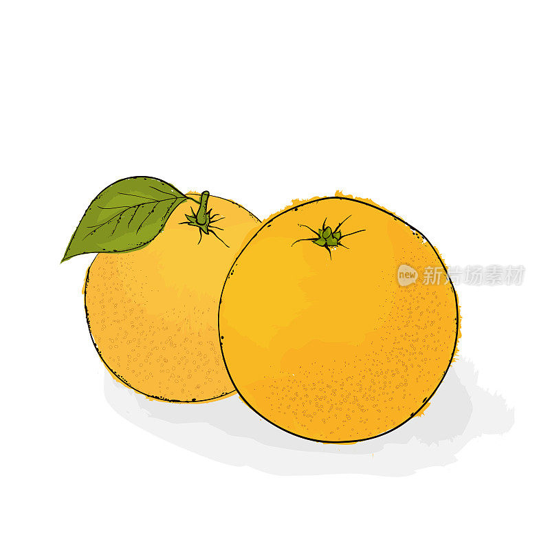 成熟多汁的橘子。静物水果. .手绘矢量插图上的白色背景。
